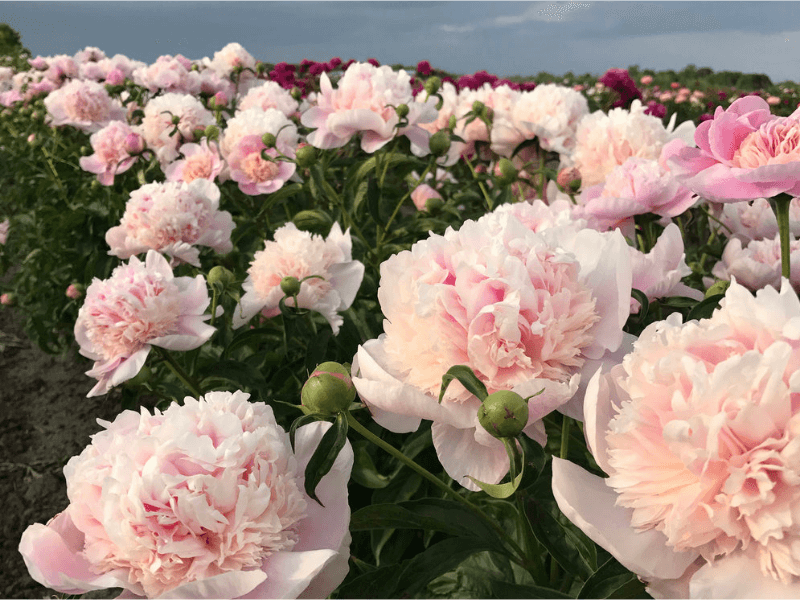 Hoa mẫu đơn phong thủy màu hồng
